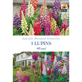 Summer Flowering Bulbs Lupins Mixed