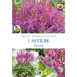 Summer Flowering Bulbs Astilbe Purple
